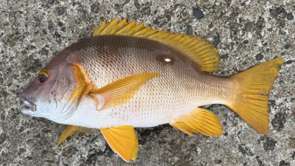 4度目の正直で、真っ昼間にフエダイキャッチ！