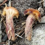 式根島に生えるきのこ