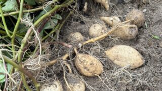 あめりか芋（七福）と新島・式根島の深い関係／歴史と食文化・入手方法