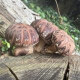 式根島のシイノキ（スダジイ）で育つ椎茸