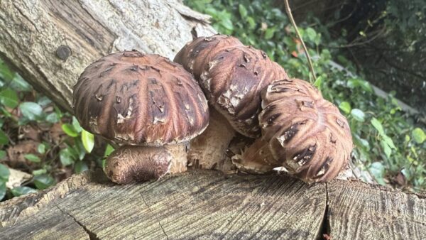 式根島のシイノキ（スダジイ）で育つ椎茸