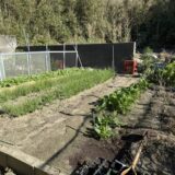 冬野菜がすくすく育つ晩秋11月終盤の畑