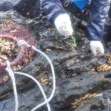 磯の珍味「カメノテ（亀の手）」採り＆食べ方