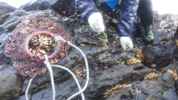 磯の珍味「カメノテ（亀の手）」採り＆食べ方