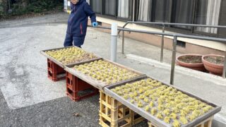 【式根島の郷土料理】島内最長老のバァが昔ながらのあめりか芋の芋餅を再現！