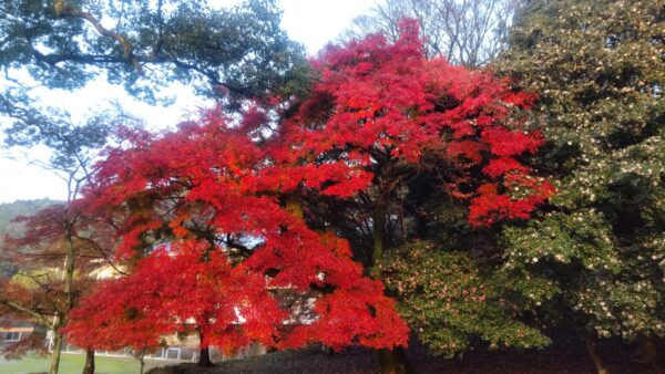 福岡に戻ってきました