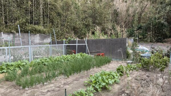 ほうれん草や大根、かぶ、えんどうが順調な12月初旬の畑