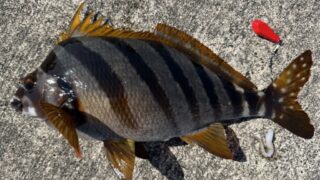 Vol.020｜［GW後編］式根懐石