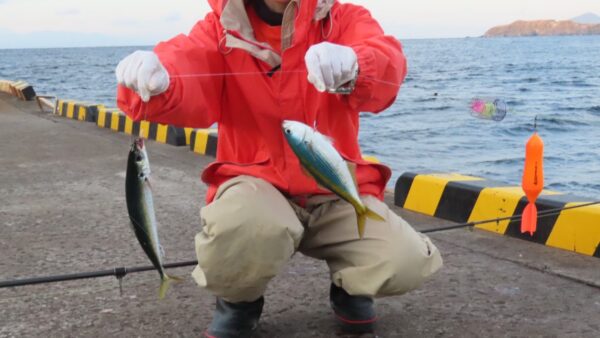 真冬の桟橋でムロアジ爆釣！タカベもGET！