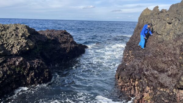 式根島の早春の風物詩・岩のり摘みの風景～採集から天日干し、食べるまで