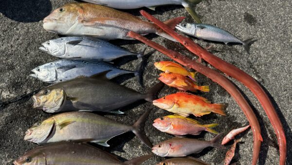 ヒデ君の釣り納めその1はオフショアジギングで極上スマにカンパチ他