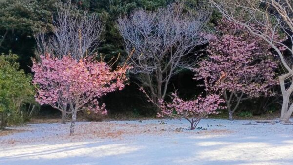 式根島の貴重な雪景色