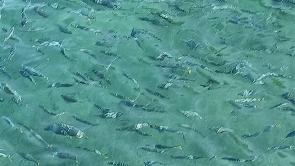 式根の桟橋を埋め尽くす青ムロの大群