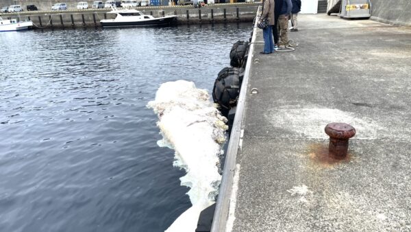 サメと漂流クジラと式根島