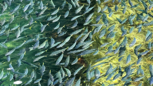 式根の桟橋を埋め尽くす青ムロの大群