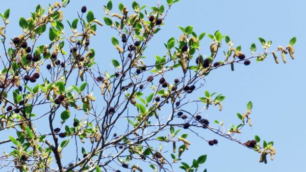 オオバヤシャブシ｜植物図鑑