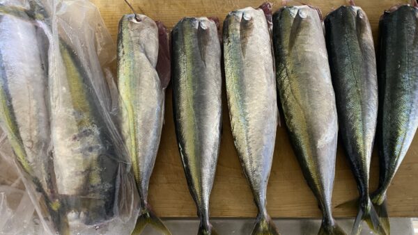 ［釣果］本命出ず！でもアオムロが旨いからいいのさ～料理実例付