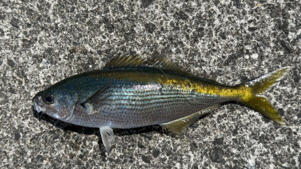 Vol.023｜わが愛しのタカベ