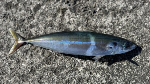 Vol.024｜夏の夜のミッション