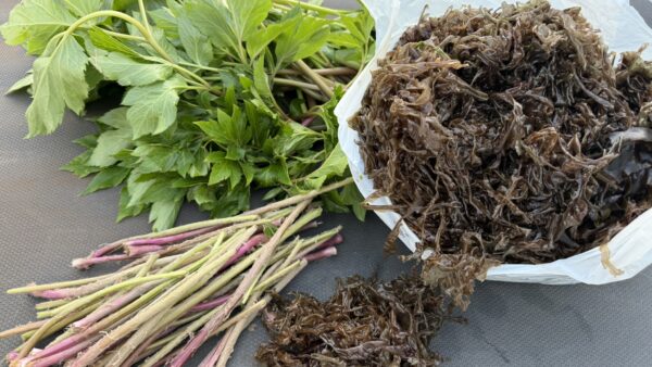 式根島の春の山菜シリーズ｜ふきんとう（ツワブキ）採り～下処理、郷土料理レシピ