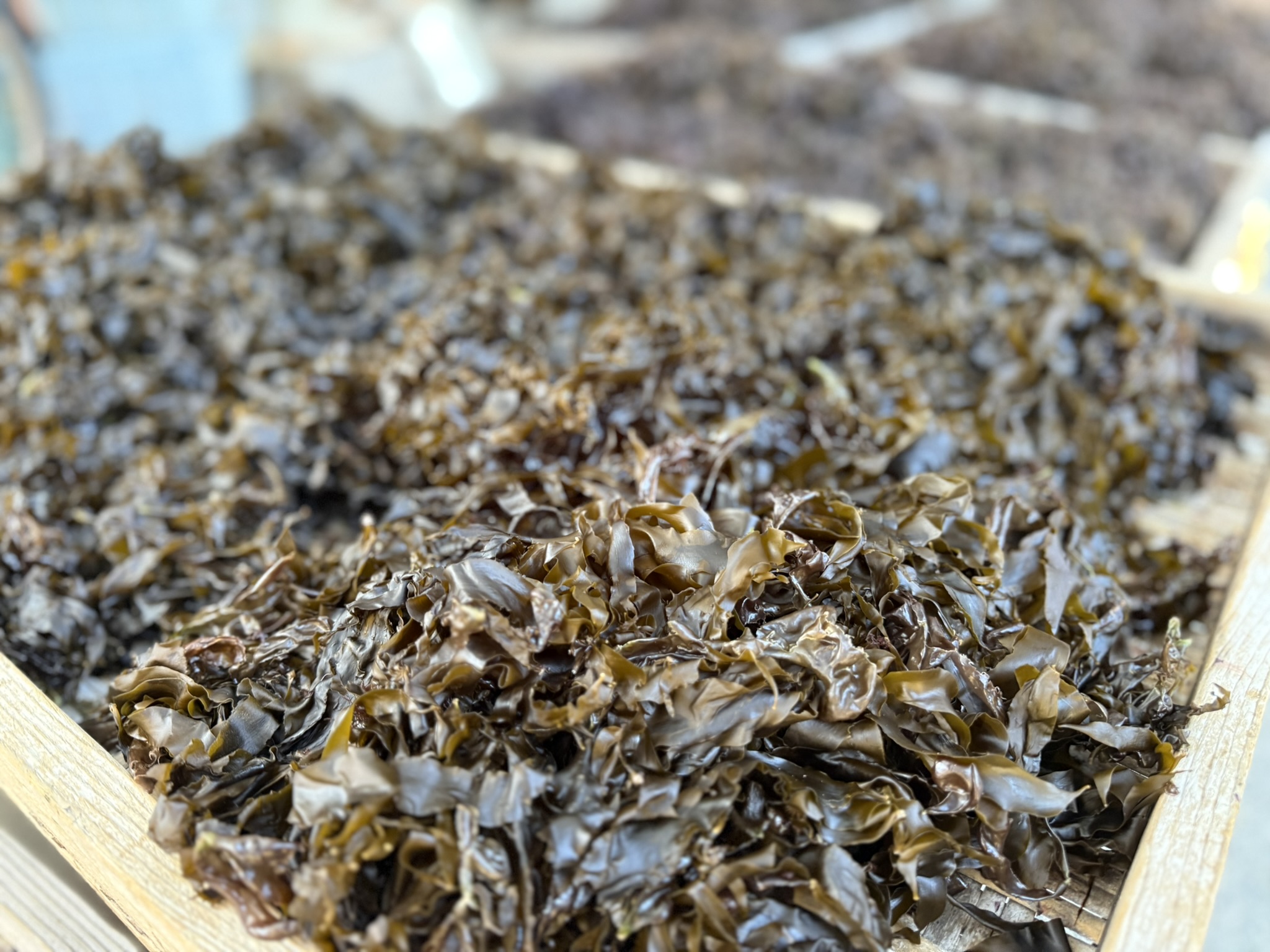 エンガにのせてハバノリを干している様子