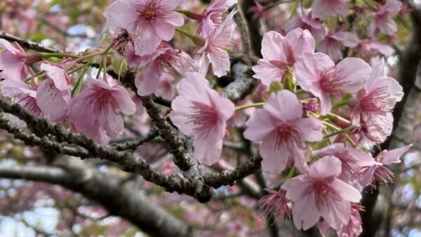 カワヅザクラ｜植物図鑑