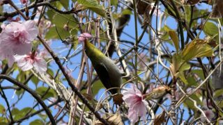 春の風物詩・式根島のシチトウメジロ