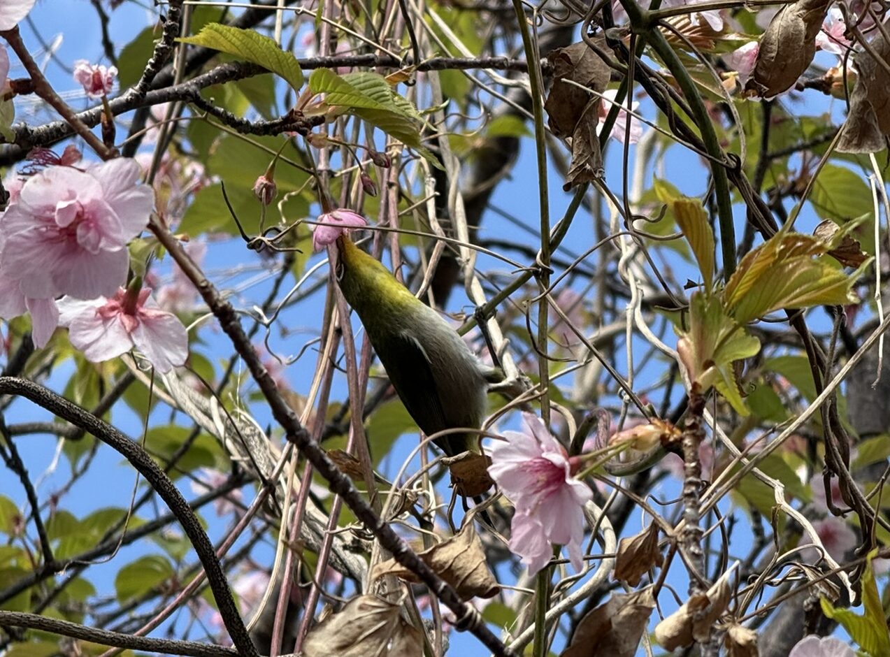 式根島の河津桜とシチトウメジロ