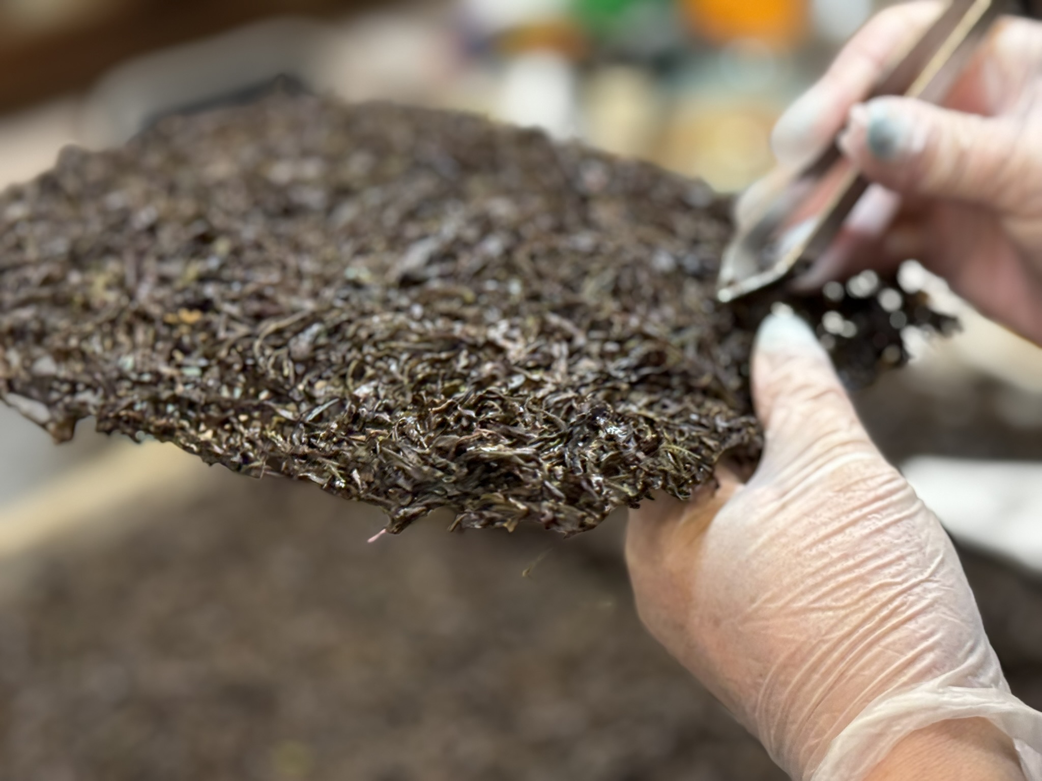干しあがった板海苔の細かな石やゴミを取り除く「カイリョウ」という工程をしているところ