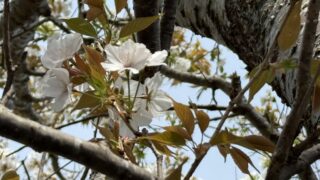 ヤマザクラ｜植物図鑑