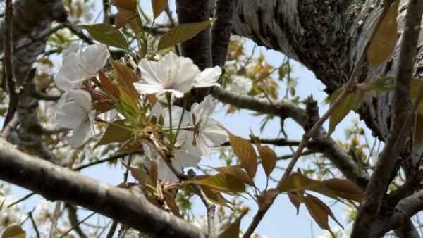 ヤマザクラ｜植物図鑑