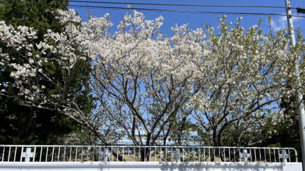 ［2026年最新情報］式根島桜前線ただいま満開！大島桜と山桜が競演中