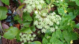 アシタバ｜植物図鑑