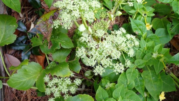 アシタバ｜植物図鑑