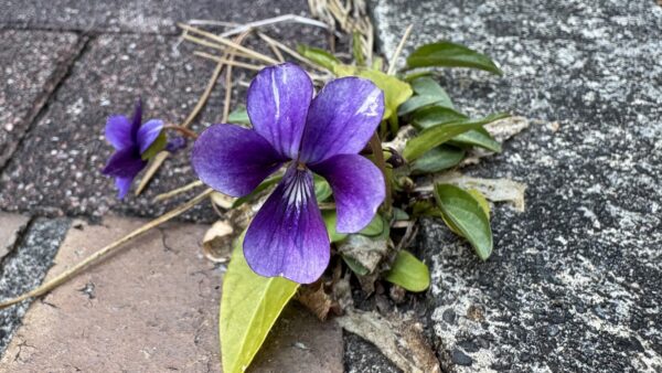 アツバスミレ｜植物図鑑