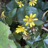 ツワブキ｜植物図鑑