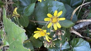 ツワブキ｜植物図鑑