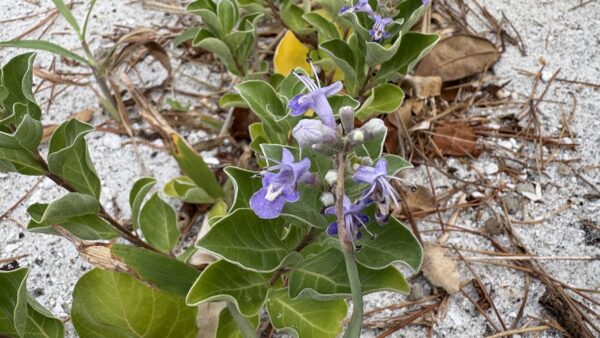 ハマゴウ｜植物図鑑