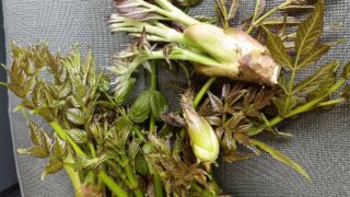 式根島の春の山菜シリーズ｜タラの芽