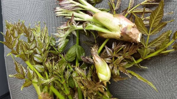 式根島の春の山菜シリーズ｜タラの芽