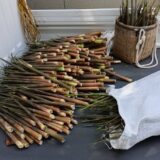 式根島の春の山菜シリーズ｜タケノコ