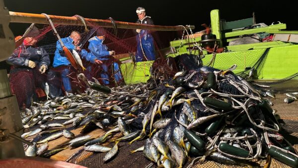 ［式根島の漁業］密着取材！伝統のタカベ刺し網漁に迫る