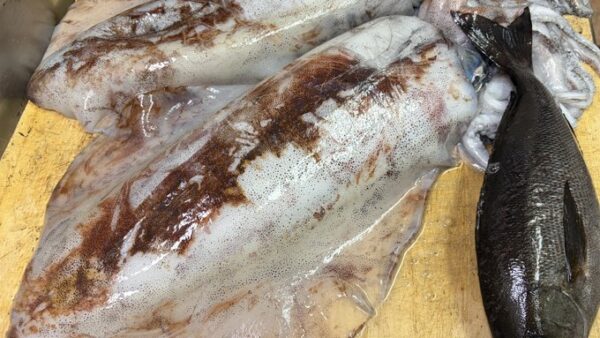 ［釣果］辛抱の釣りをのりこえた先に良型アオリイカ2匹GET！