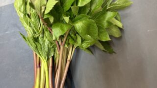 式根島の春の山菜シリーズ｜明日葉（アシタバ）