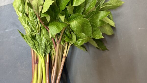 式根島の春の山菜シリーズ｜明日葉（アシタバ）