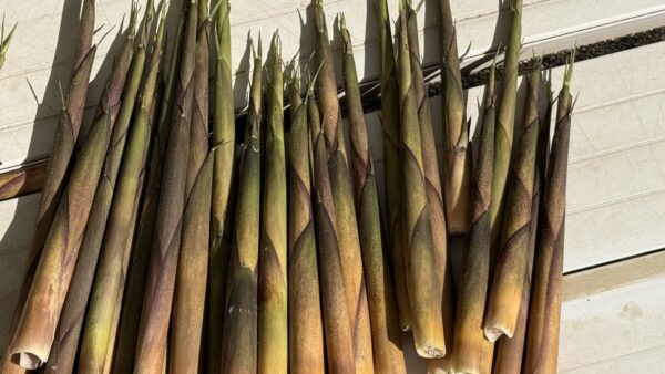 式根島の春の山菜シリーズ｜タケノコ