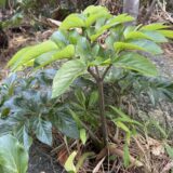 ハマウド｜植物図鑑