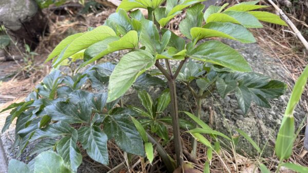 ハマウド｜植物図鑑