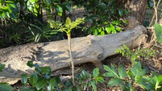 タラノキ｜植物図鑑