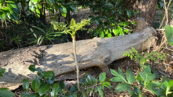 タラノキ｜植物図鑑